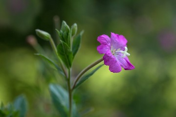 Zottiges Weidenröschen / Commonly Fireweed