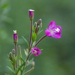 Zottiges Weidenröschen / Commonly Fireweed