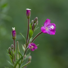 Zottiges Weidenröschen / Commonly Fireweed
