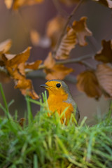 Rougegorge familier - Erithacus rubecula - European Robin