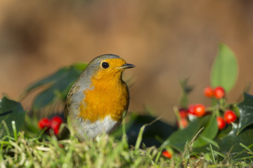 Rougegorge familier - Erithacus rubecula - European Robin dans l