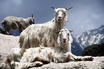 Crédence en verre imprimé Népal Chèvres sur les rochers