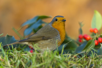 Rougegorge familier - Erithacus rubecula - European Robin dans l