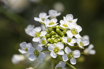 white flower in the meadow