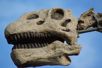 Brachiosaurus - Brachiosaurus altithorax © Daniel Mortell