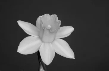 No drill roller blinds Narcissus black and white daffodil flower.