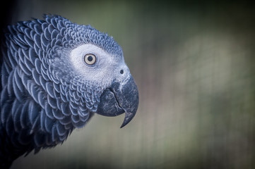 Perroquet gris du gabon