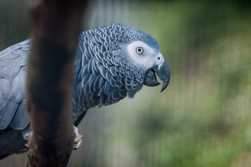 Perroquet gris du gabon