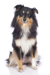 Sheltie sitzend auf weiß