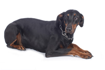 Fototapeta premium Ängstlicher Dobermann