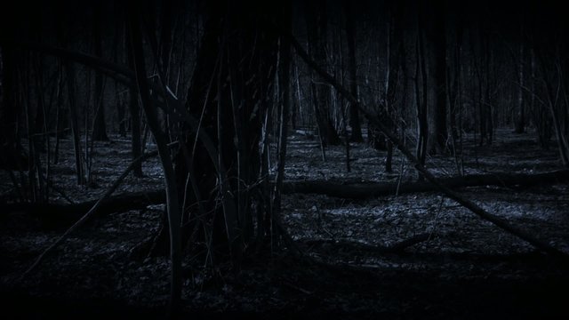 Lost in dark forest.