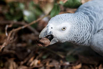 Perroquet gris du gabon