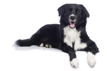 Australian Shepherd Mix liegend auf weiß