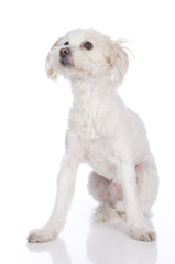 Heller dünner Mischling auf weiß