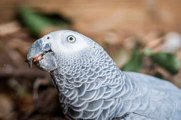 Perroquet gris du gabon