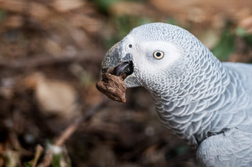 Perroquet gris du gabon