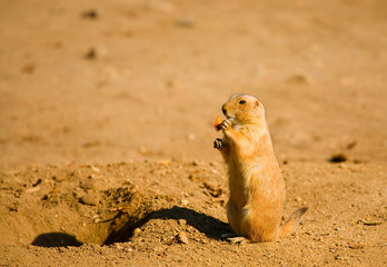 Black-tailed prairie dog