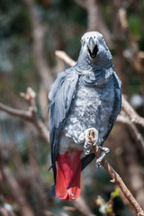 Perroquet gris du gabon