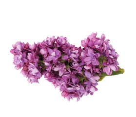 Fototapeta premium purple lilac isolated on white background ( clipping path )