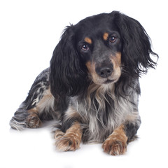 Cockerspaniel Mischling tricolor