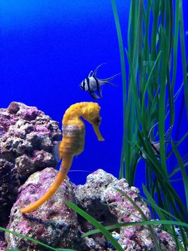 caballito de mar amarillo