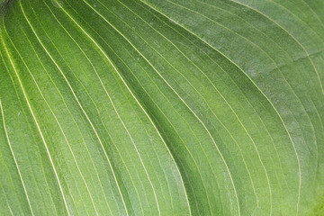 leaf texture