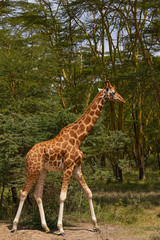 Obraz premium Giraffe walking in the forest