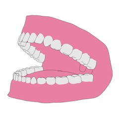 cartoon image of human teeth