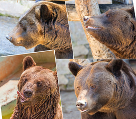 brown bear in nature