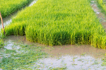 Young rice field © Prajak