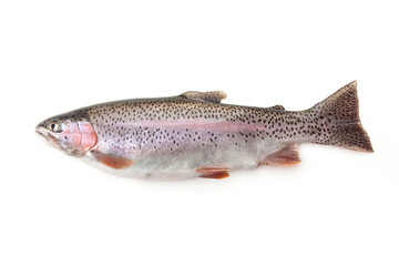 Obraz premium Rainbow Trout Fish