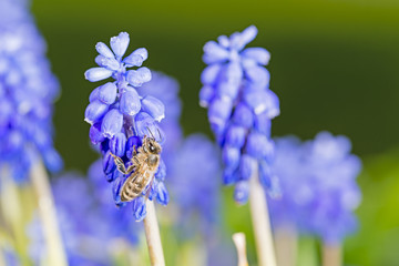 Bee on blue flowers