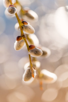 blooming willow