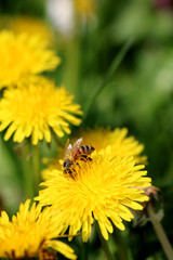 Bee on the Dandelion