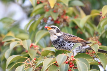 Dusky Thrush(Turdus naumanni) in Japan