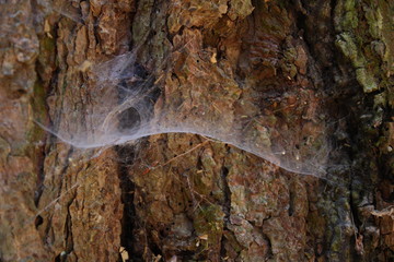 Spinnweben an Baum
