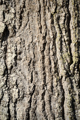 Obraz premium Oak Tree Bark Close up for Background