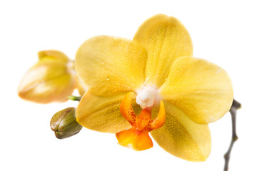 Naklejka na ściany i meble Yellow orchid on a white background