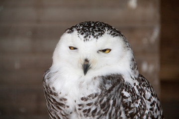 Harfang des neiges - Bubo scandiacus - en portrait