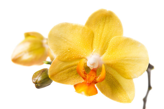 Fototapeta Yellow orchid on a white background