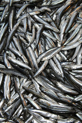 Fototapeta premium fresh small fish at the market