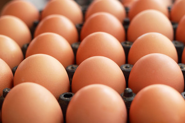 brown egg in the farm