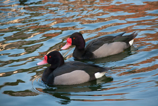 Canard nette Peposaca - Netta peposaca - en promenade