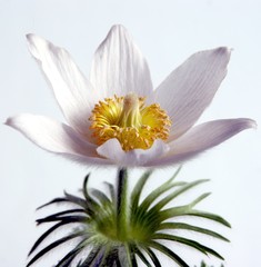 white pasque-flower blossoming