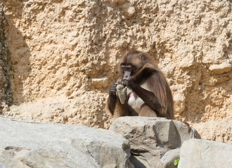 Affe untersucht Fuss