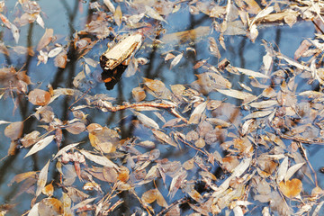 fallen leaves in forest lake