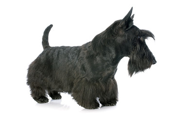 Scottish Terrier