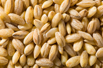 Pearl barley