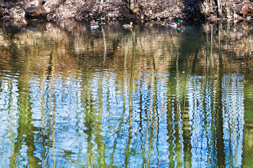 ducks and tree reflection in forest pond