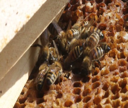 bees video